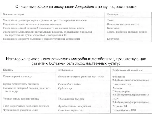 Описанные эффекты инокуляции Azospirillum в почву под растениями Некоторые примеры специфических