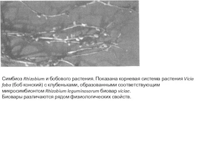 Симбиоз Rhizobium и бобового растения. Показана корневая система растения Vicia faba