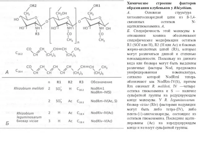 Химическое строение факторов образования клубеньков у Rhizobium. А. Основная структура хитоолигосахаридной