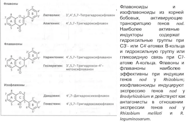 Флавоноиды и изофлавоноиды из корней бобовых, активирующие транскрипцию генов nod. Наиболее
