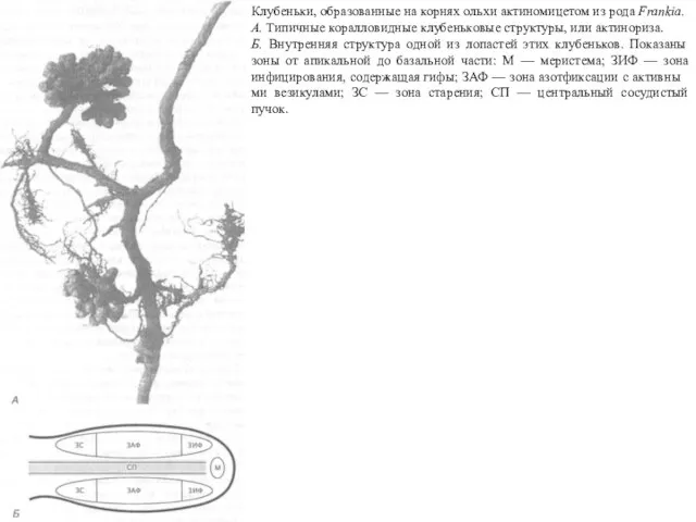 Клубеньки, образованные на корнях ольхи актиномицетом из рода Frankia. А. Типичные