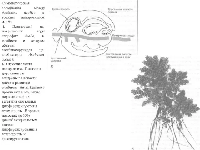 Симбиотическая ассоциация между Anabaепа azollae и водным папоротником Azolla. А. Плавающий
