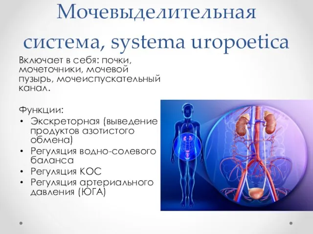 Мочевыделительная система, systema uropoetica Включает в себя: почки, мочеточники, мочевой пузырь,