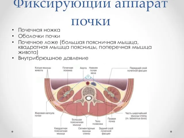 Фиксирующий аппарат почки Почечная ножка Оболочки почки Почечное ложе (большая поясничная