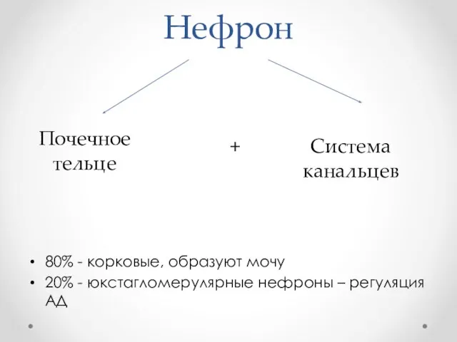 Нефрон 80% - корковые, образуют мочу 20% - юкстагломерулярные нефроны –