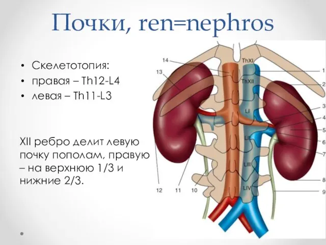 Почки, ren=nephros Скелетотопия: правая – Th12-L4 левая – Th11-L3 XII ребро