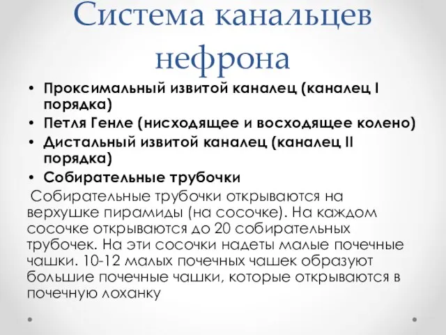 Система канальцев нефрона Проксимальный извитой каналец (каналец I порядка) Петля Генле