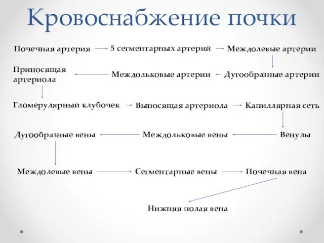 Кровоснабжение почки Почечная артерия 5 сегментарных артерий Междолевые артерии Дугообразные артерии