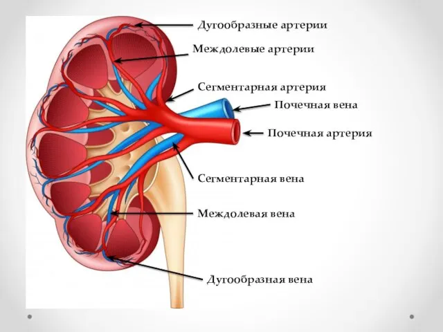 Почечная артерия Сегментарная артерия Междолевые артерии Дугообразные артерии Почечная вена Сегментарная вена Междолевая вена Дугообразная вена