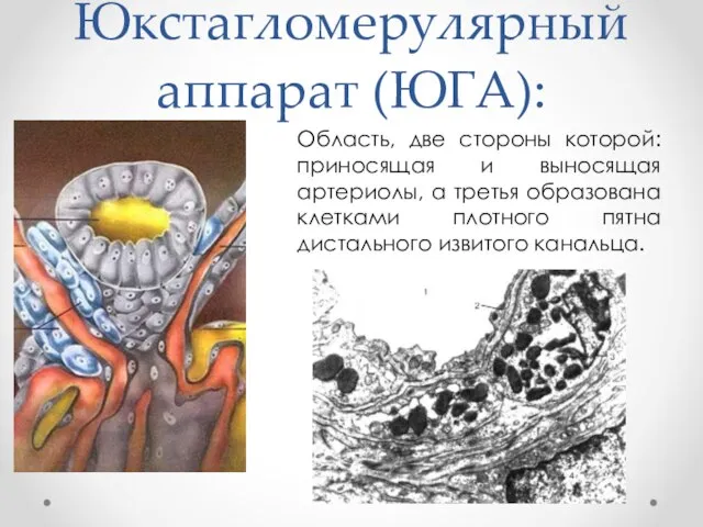 Юкстагломерулярный аппарат (ЮГА): Область, две стороны которой: приносящая и выносящая артериолы,