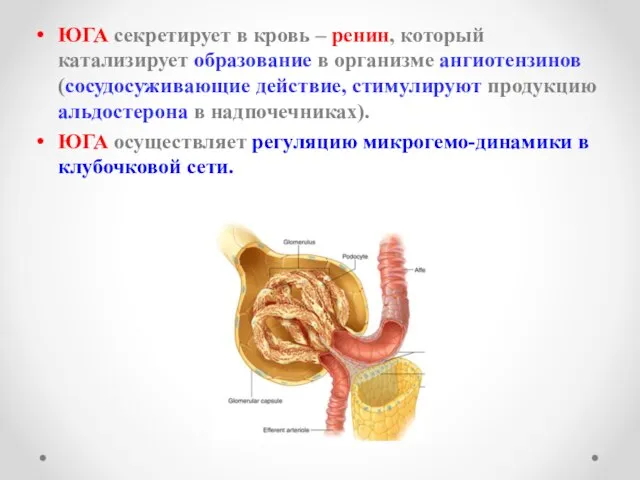 ЮГА секретирует в кровь – ренин, который катализирует образование в организме