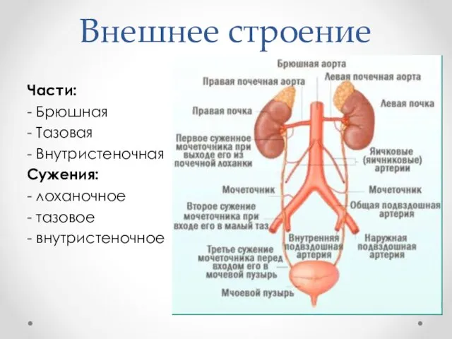 Внешнее строение Части: - Брюшная - Тазовая - Внутристеночная Сужения: - лоханочное - тазовое - внутристеночное