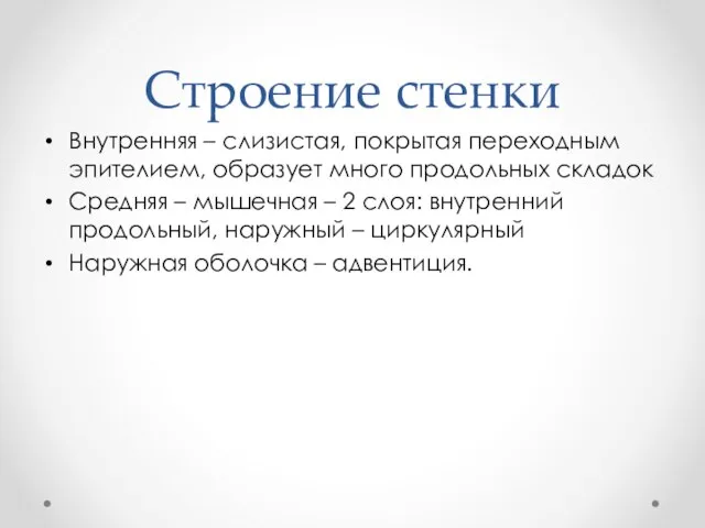 Строение стенки Внутренняя – слизистая, покрытая переходным эпителием, образует много продольных