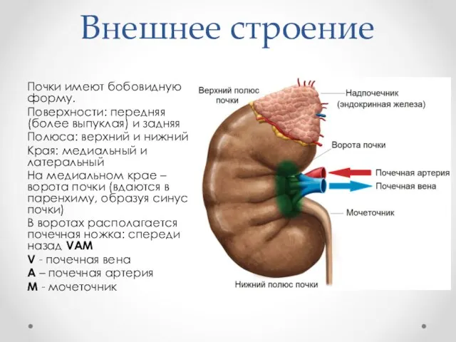 Внешнее строение Почки имеют бобовидную форму. Поверхности: передняя (более выпуклая) и