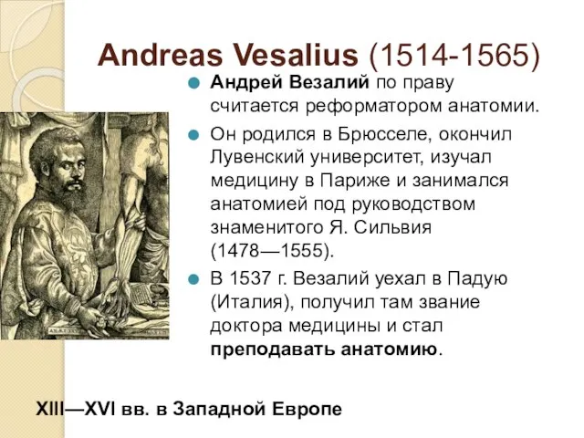 Andreas Vesalius (1514-1565) Андрей Везалий по праву считается реформатором анатомии. Он