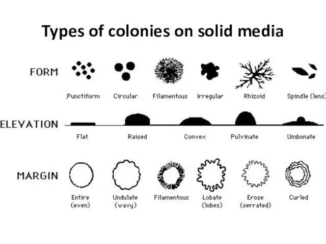 Types of colonies on solid media