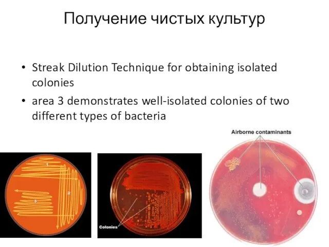 Получение чистых культур Streak Dilution Technique for obtaining isolated colonies area