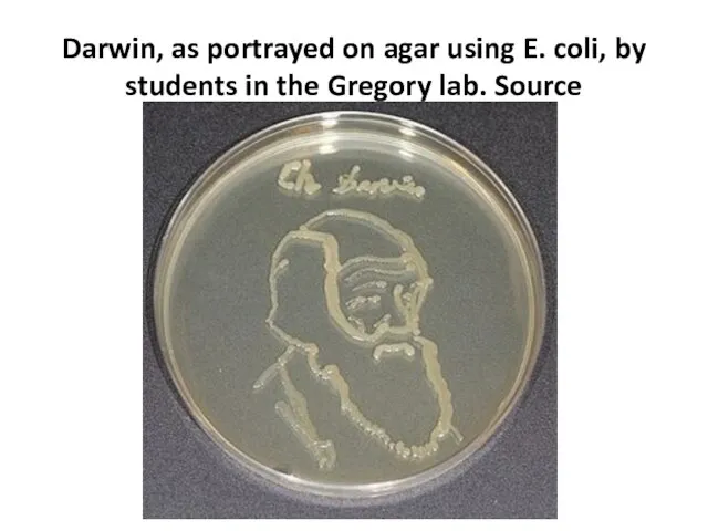 Darwin, as portrayed on agar using E. coli, by students in the Gregory lab. Source