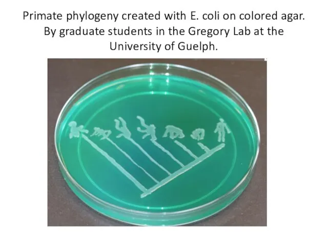 Primate phylogeny created with E. coli on colored agar. By graduate