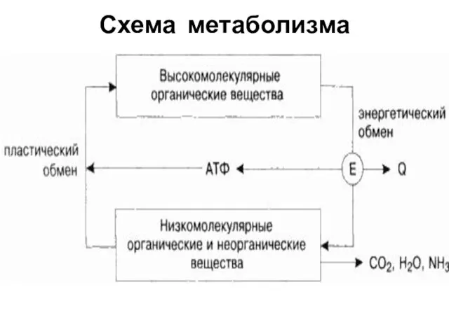 Схема метаболизма