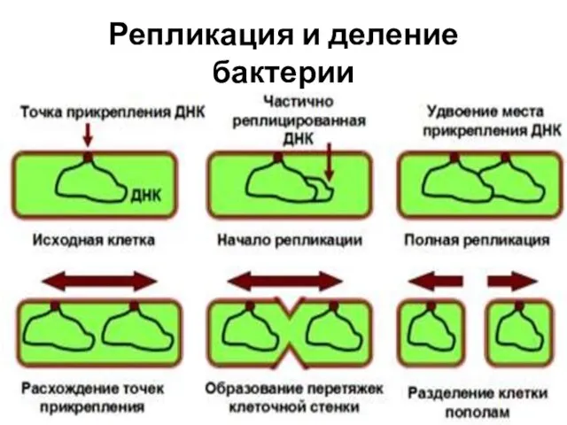 Репликация и деление бактерии