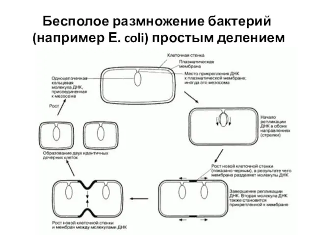 Бесполое размножение бактерий (например Е. coli) простым делением