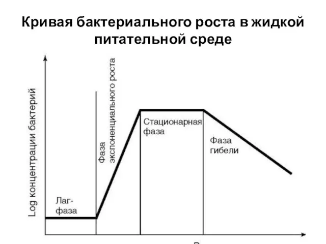 Кривая бактериального роста в жидкой питательной среде