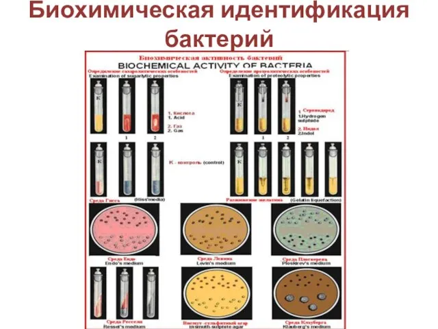 Биохимическая идентификация бактерий