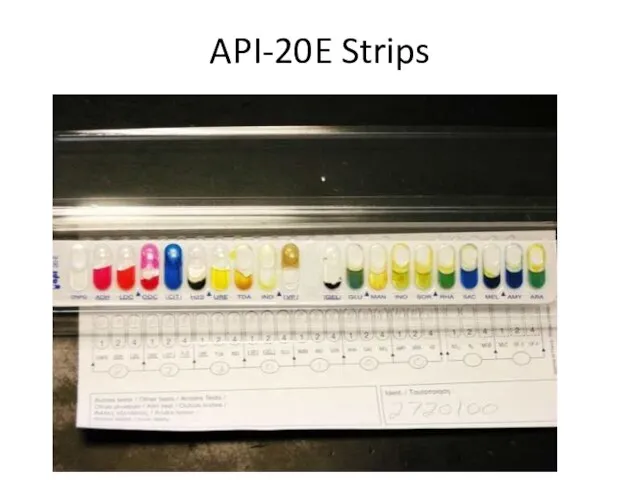 API-20E Strips