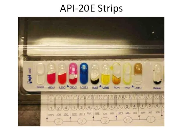 API-20E Strips