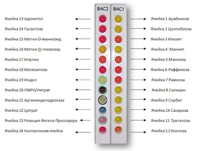 Тест-система для идентификации бацилл Микроген Bacillus-ID (MID-66)