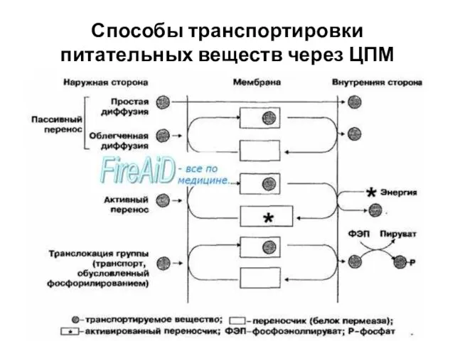 Способы транспортировки питательных веществ через ЦПМ