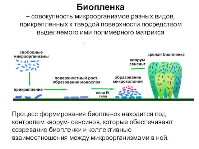 Биопленка – совокупность микроорганизмов разных видов, прикрепленных к твердой поверхности посредством