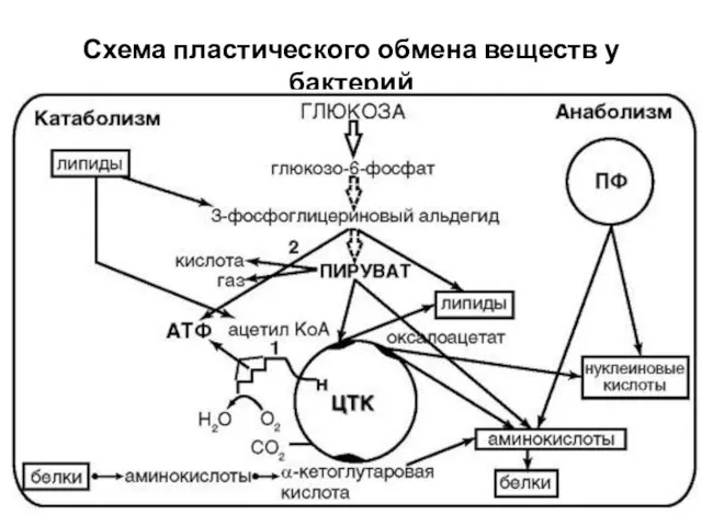 Схема пластического обмена веществ у бактерий