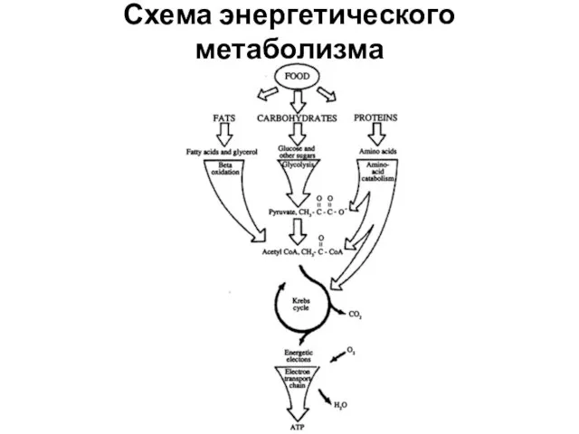 Схема энергетического метаболизма