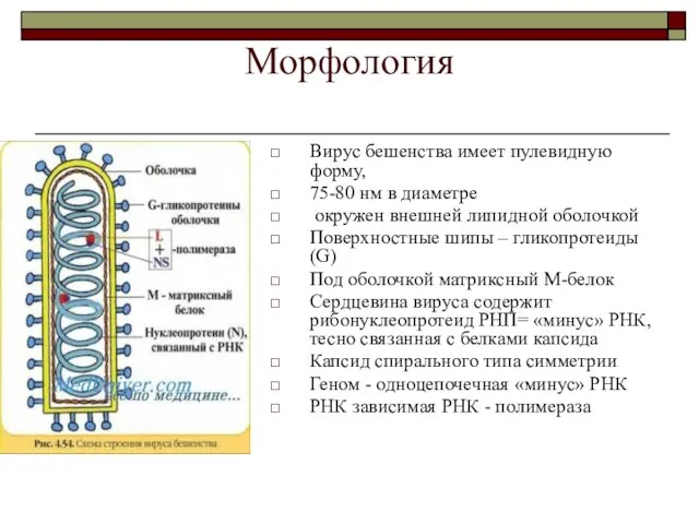 Морфология Вирус бешенства имеет пулевидную форму, 75-80 нм в диаметре окружен