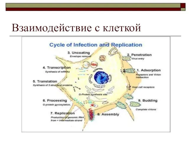 Взаимодействие с клеткой