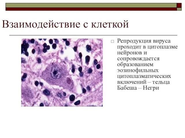 Взаимодействие с клеткой Репродукция вируса проходит в цитоплазме нейронов и сопровождается