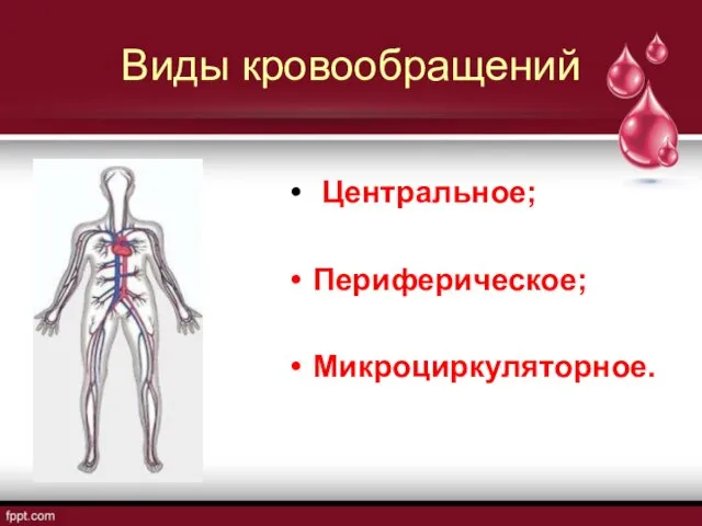 Центральное; Периферическое; Микроциркуляторное. Виды кровообращений