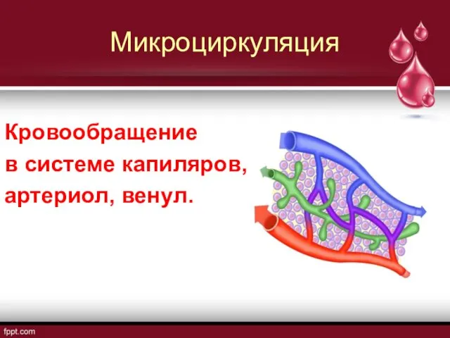 Микроциркуляция Кровообращение в системе капиляров, артериол, венул.