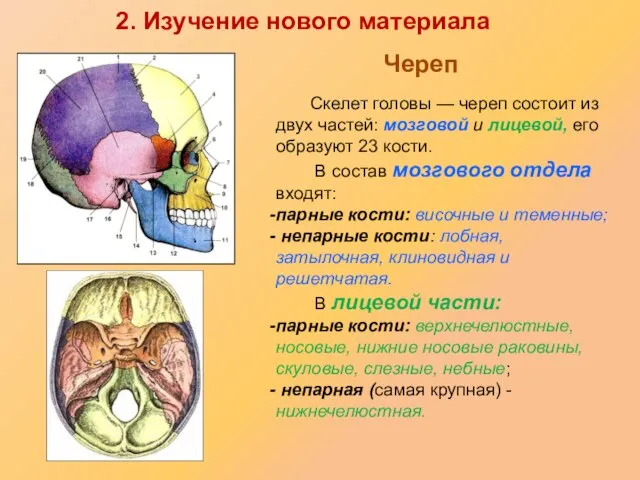 Скелет головы — череп состоит из двух частей: мозговой и лицевой,