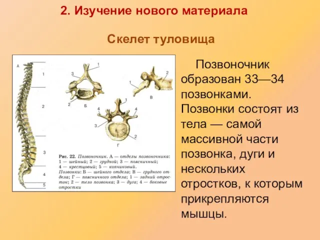 Скелет туловища Позвоночник образован 33—34 позвонками. Позвонки состоят из тела —