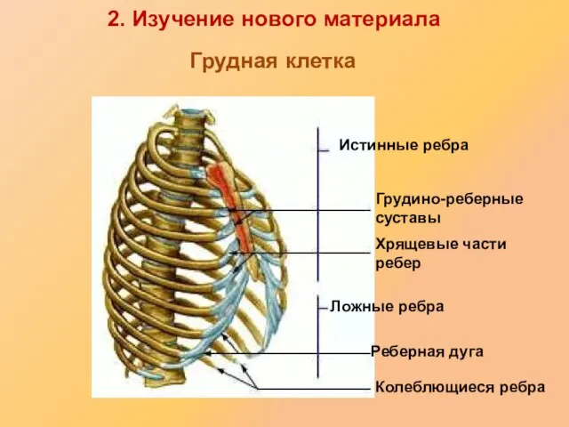 Истинные ребра Грудино-реберные суставы Хрящевые части ребер Ложные ребра Реберная дуга