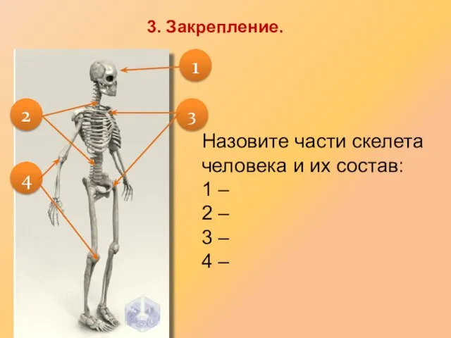 Назовите части скелета человека и их состав: 1 – 2 –