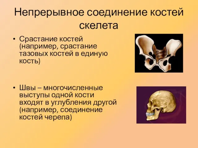 Непрерывное соединение костей скелета Срастание костей (например, срастание тазовых костей в