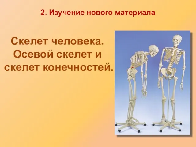 2. Изучение нового материала Скелет человека. Осевой скелет и скелет конечностей.
