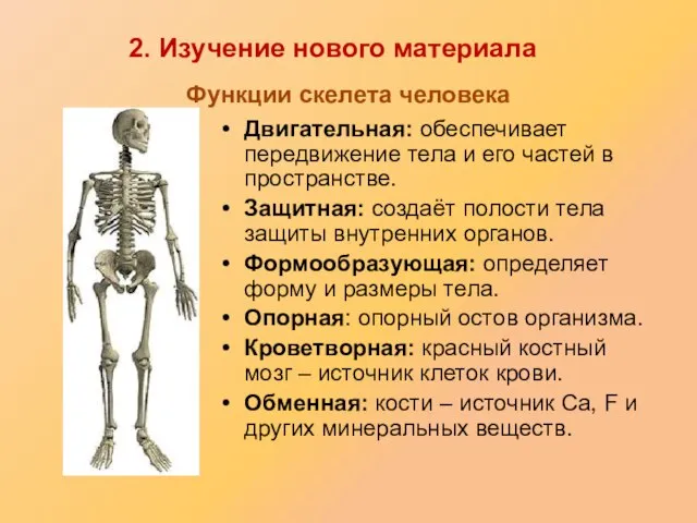 Функции скелета человека Двигательная: обеспечивает передвижение тела и его частей в