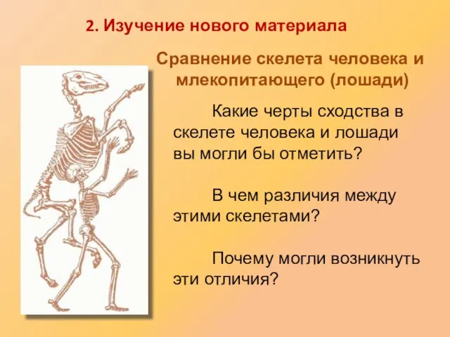 Какие черты сходства в скелете человека и лошади вы могли бы