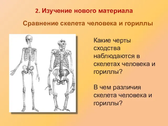 Какие черты сходства наблюдаются в скелетах человека и гориллы? В чем