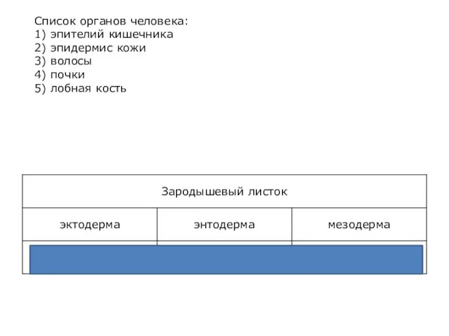 Список органов человека: 1) эпителий кишечника 2) эпидермис кожи 3) волосы 4) почки 5) лобная кость